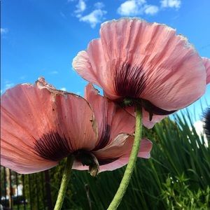 Meet your Posher, Blakely